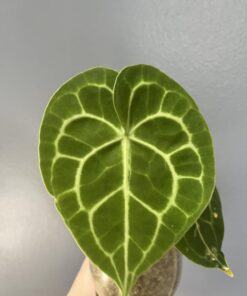 SUPERthrive The Original Vitamin Solution - Liquid Concentrate, May Add to Any Fertilizing Program, 4 fl. oz. 4 Ounces 34 619GV8Z5arL