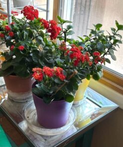 Miracle-Gro Moisture Control Potting Mix - Soil for Indoor & Outdoor Containers, Added Fertilizer Feeds Up to 6 Months, 8 qt. 8 qt. 42 619Jo9kIwYL