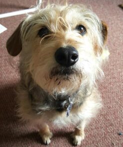 Stella & Chewy's Freeze-Dried Raw Carnivore Crunch Cage-Free Duck Recipe Dog Treats – 3.25 oz. Bag 3.25 Ounce (Pack of 1) 35 619Pm4GtGFL 1