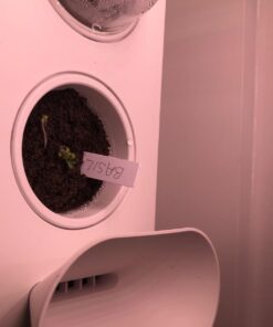 Seed Needs, Italian Herb Seed Packet Collection (5 Individual Seed Varieties for Planting) Non-GMO & Untreated - Oregano, Basil, Rosemary, Sage and Parsley 5 Pack 24 619Po pc4KL