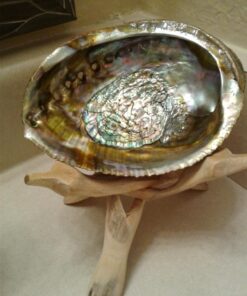 New Age Smudges & Herbs® 5 - 6 inches Premium Natural Abalone Shell &Wooden Stand~ Smudging, Cleansing Home, Meditation, Incense Holder, Home Décor, 100% Natural & Sustainable. 56 619VoGu8 L 1