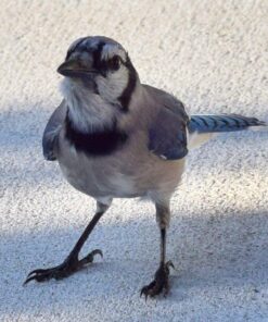 Nikon D3300 DX-format DSLR Kit w/ 18-55mm DX VR II & 55-200mm DX VR II Zoom Lenses and Case (Black) 40 619Z2MV0L