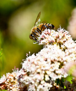 Canon EF-S 55-250mm f/4.0-5.6 is II Telephoto Zoom Lens Base Standard Packaging 44 619bwaYnK2L