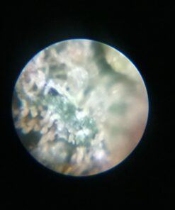 Carson 60x-75x MicroMax LED Lighted Pocket Microscope (MM-200) MicroMax (MM-200) 27 619cYg6X ML