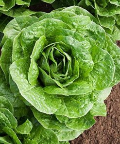 Alternative view of Organic Lettuce Seeds, APPR. 1,100, Parris Island Romaine Lettuce, Heirloom Vegetable Seeds, Certified Organic, Non GMO, Non Hybrid, USA