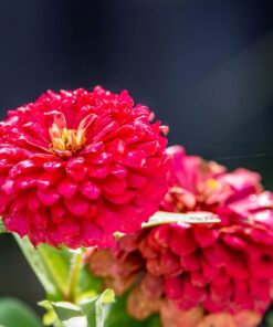 Nikon AF-S VR Micro-NIKKOR 105mm f/2.8G IF-ED Lens Lens Only 73 619i4GR0WL