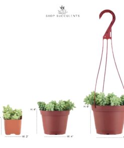 Shop Succulents Unique Succulent Plant Pack Bulk Collection - Live Mini Succulent Plants, Low Maintenance, Exceptional Colors & Textures - Wedding and Party Favors, Gift & Garden, Pack of 20 20-Pack Succulent Packs 39 619s83CJsuL 1