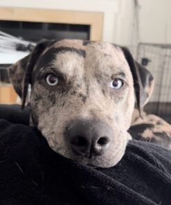 Hot Shot Bed Bug & Flea Fogger, 3 Count (Pack of 1), Kills Fleas Indoors, Get Rid of Fleas In House, Inhibits Reinfestation Up to 7 Months 1 Pack 27 619uBkmVn L