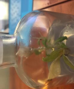 BLOOMIFY Celosia Flower Terrarium, Zero Care, Cockscomb, 4" Jar 29 619wwp3 LGL