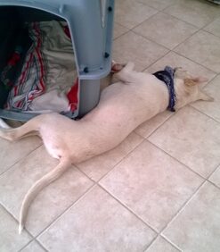 Petmate Sky Kennel Pet Carrier, 36 Inch, Made in USA 36.0"L x 25.0"W x 27.0"H 62 619xSkOLFYL