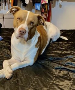 Rachael Ray Nutrish Dish Premium Dry Dog Food, Chicken & Brown Rice Recipe with Veggies & Fruit, 23 Pound Bag 23 Pound (Pack of 1) 31 61A2Qj275oL