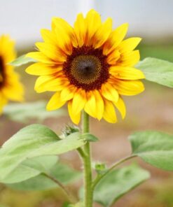Seed Needs, Firecracker Sunflower (Helianthus annuus) Twin Pack of 85 Seeds Each 33 61A74DfTH2L