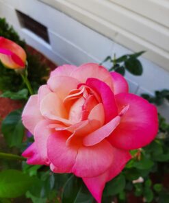 Atkins Endulge Chocolate Coconut Bar, Dessert Favorite, High in Fiber, 1g Sugar, 10 Count 10 Count (Pack of 1) 27 61A8rgQNNgL