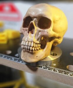 Grinning Highly Realistic Replica Human Skull Statue Home Décor 6.5x4.25x4.6" 39 61ACP1tURPL