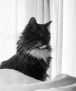 Natural Balance Limited Ingredient Adult Grain-Free Dry Cat Food, Salmon & Green Pea Recipe, 10 Pound (Pack of 1) 10.00 Pound (Pack of 1) 23 61AE0DGTx5L 1