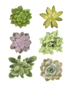 Shop Succulents | Unique Collection of Live Succulent Plants, Hand Selected Variety Pack of Mini Succulents | Collection of 12 6-Pack 34 61AF9CtxzPL