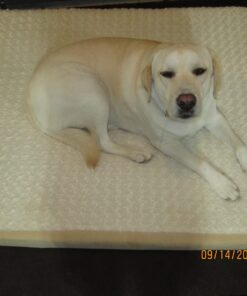 Fox Run Dog Bone Cookie Cutter Set, Stainless Steel, 3-Piece 3 piece 34 61AFXNOZE L