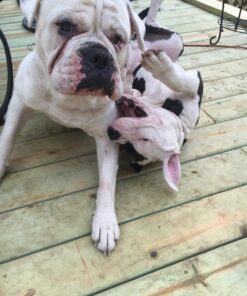 Don Sullivan Perfect Dog Command Collar with Extra Links and DVD, Large blue 23 61AKojiJMZL