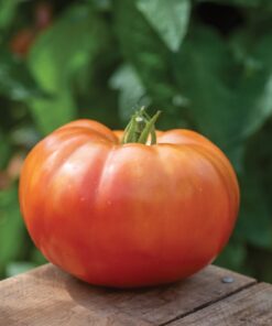 Burpee SteakHouse Hybrid Non-GMO Large Beefsteak Garden Produces Giant 3 LB Fresh Tomatoes | Vegetable Planting, 25 Seeds 34 61ANgxIFlYL