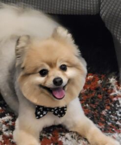 Blue Buffalo Small Breed Dog Food, Life Protection Formula, Natural Chicken & Brown Rice Flavor, Adult Dry Dog Food, 15 lb Bag 15 Pound (Pack of 1) 37 61ANuiPgzYL