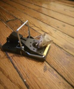 Snap-E 12-001-00-1 6 Pack Mouse Trap, Black 34 61ARfFCHMJL