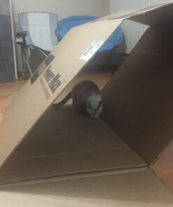 KONG - Naturals Premium Catnip - Premium North American Grown - 2 Ounce 37 61AVXtlVsOL