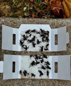 Trapper Insect Trap (Great for Bed Bugs, Spiders, Cockroaches) - Includes 90 Traps 16 61AWYYXCvfL