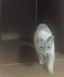 KONG - Naturals Premium Catnip - Premium North American Grown - 2 Ounce 38 61Ab4CRKGUL