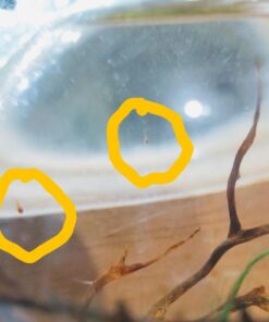 Shrimp Bubble Glass Self-Sustaining Ecosystem Amber 34 61AgA15PMuL