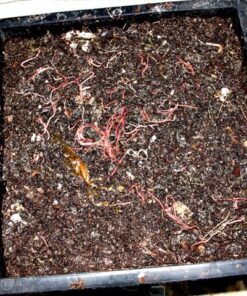 Uncle Jim's Worm Farm Red Wiggler Composting Worms Mix for Garden Soil or Fishing | Pack of Compost Worms Improves Soil Structure and Quality for Healthier Gardens | 250 Count Seafood 250 Count (Pack of 1) 24 61Ak7Qh9TrL