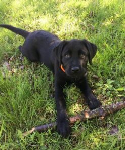 Petrainer Training Collar for Dogs - Waterproof Rechargeable Dog Training E-Collar with 3 Safe Correction Remote Training Modes, Static, Vibration, Beep for Dogs Small, Medium, Large 47 61AllxoX6L