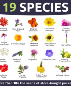 Bee Friendly Wildflower Seed Mix - Bulk 1 Ounce Packet - Over 7,500 Open Pollinated Seeds - Save The Bees! 1 Ounce Pouch 31 61Anj 4H8pL