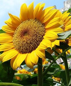 Mammoth Grey Stripe Sunflower Flower Seeds, 50+ Heirloom Seeds Per Packet, (Isla's Garden Seeds), Non GMO Seeds, Botanical Name: Helianthus annuus 20 61Ax MbNL