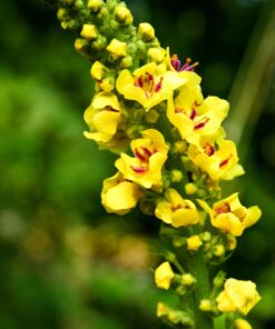 Nature's Answer Alcohol-Free Mullein Leaf 1oz Extract | Herbal Supplement | Supports Respiratory Function & Mucous Membranes | Non-GMO, Kosher, Gluten-Free | Single Count 12 61B31j73AhL