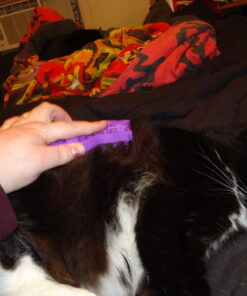 KONG - Cat ZoomGroom Purple 31 61B4UHwqXPL