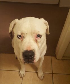 Pet MD Topical Wipes for Cleansing - with Aloe for Cats and Dogs - 50 Count 43 61B5i25luAL