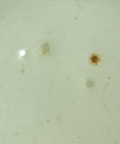 Crosman Fast Flight LF1754 Lead-Free .177-Caliber Pointed Pellets (150-Count),orange 32 61BAtWbiu8L