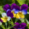 Outsidepride Viola Johnny Jump Up Wild Flowers & Ground Cover Plants - 5000 Seeds Johnny-jump Up 6 61BBLa tdGL