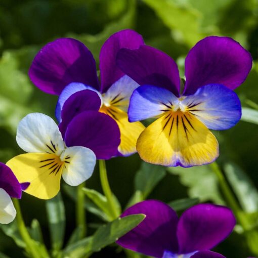 Outsidepride Viola Johnny Jump Up Wild Flowers & Ground Cover Plants - 5000 Seeds Johnny-jump Up