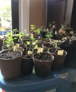 Alternative view of Jiffy J450 42mm Professional Greenhouse 50-Plant Starter Kit