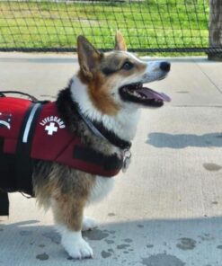Paws Aboard Dog Life Jacket - Keep Your Canine Safe with a Neoprene Designer Life Vest - Perfect for Swimming and Boating - Red, Medium 24 61BI2f6uQlL