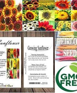 BIG PACK - (1,000+) SUNFLOWER Sunny Sun Flower CRAZY MIX flower Seeds - Non-GMO 28 61BI8tEuy1L