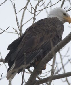 Sigma 2.0x Teleconverter TC-2001 for Nikon Nikon SLR Mount 17 61BKpLiPSL