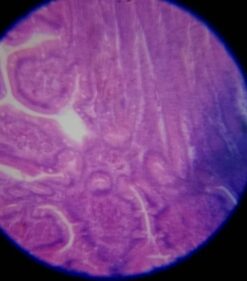 Educational Insights Nancy B's Science Club Microscope for Kids, Microscope Kit, Gift for Boys & Girls, Ages 8-12 42 61BNKGmfk2L 1