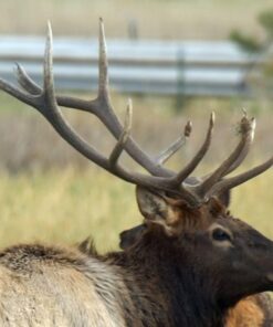 Tamron SP 150-600mm F/5-6.3 Di VC USD G2 for Canon Digital SLR Cameras Lens Only 44 61BP415K5bL