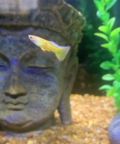 WorldwideTropicals Live Freshwater Aquarium Fish - 5-Pack of Mixed Color Male Guppies - by Live Tropical Fish - Great For Aquariums - Populate Your Fish Tank! 35 61BQEuYxPxL