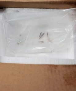 WorldwideTropicals Live Freshwater Aquarium Fish - 5-Pack of Mixed Color Male Guppies - by Live Tropical Fish - Great For Aquariums - Populate Your Fish Tank! 31 61BQXnXJooL