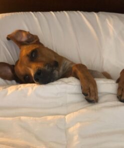 Danjor Linens King Size Sheets Set - 6 Piece Set Including 4 Pillowcases - Deep Pockets - Breathable, Soft Bed Sheets - Wrinkle Free - Machine Washable - White King Bed Sheets - 6 pc 43 61BShH3VmML