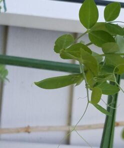 Pea Seed, Sugar Daddy Snap Pea, Heirloom, Non GMO, 20 Seeds, Perfect Peas, Country Creek Acres 21 61BUDwmLD2L