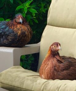 Manna Pro Fresh Flakes | Chicken Coop Bedding | Pine Shavings for Chicken Bedding | 4 Cubic Feet - 1 Count (Pack of 1) 20 61BYQ7aSdL